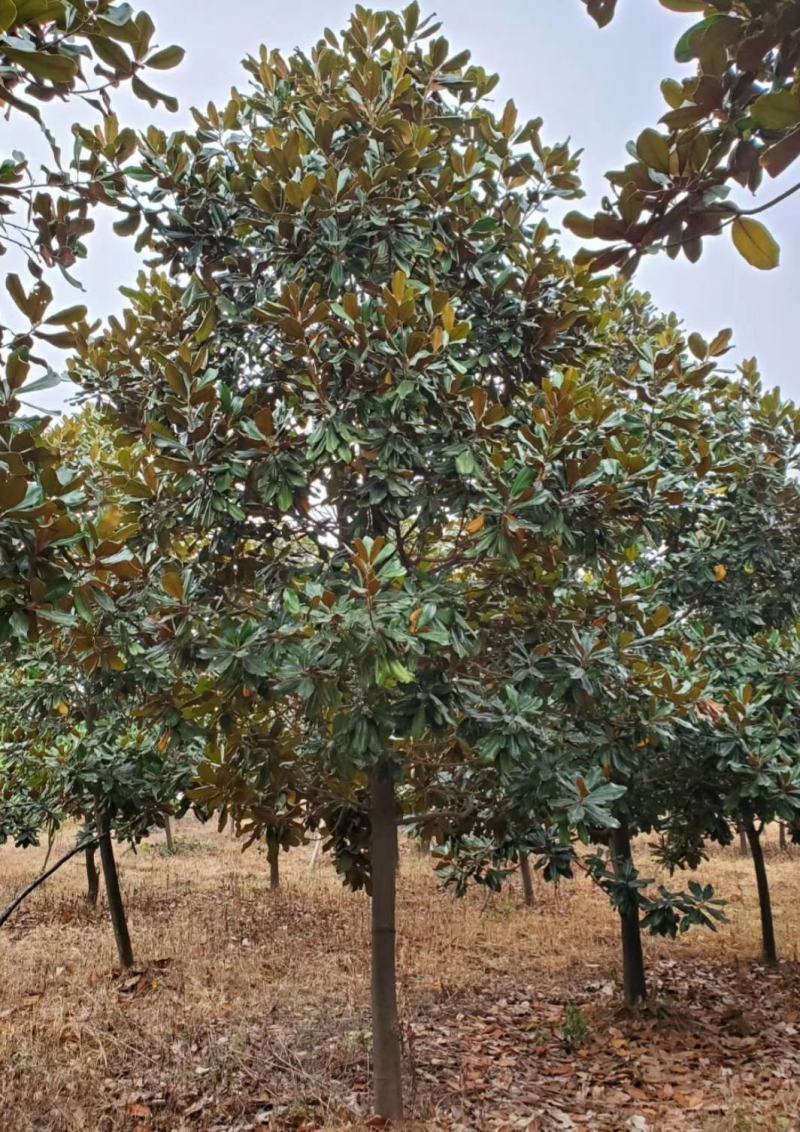 广玉兰广玉兰树苗大量规格齐全欢迎您实地考察购苗