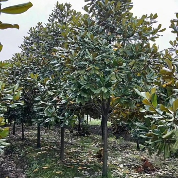 广玉兰广玉兰树苗大量规格齐全欢迎您实地考察购苗