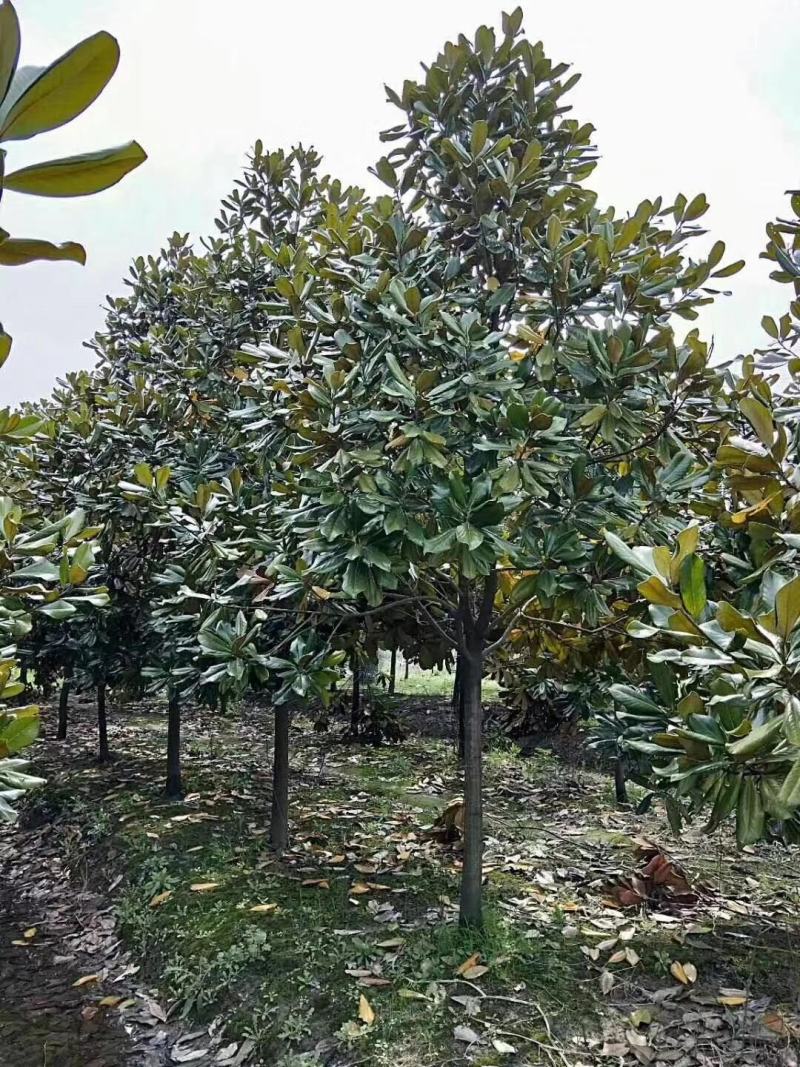 广玉兰广玉兰树苗大量规格齐全欢迎您实地考察购苗