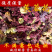 芙蓉花一手货源产地直销