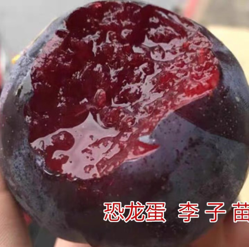 恐龙蛋李子苗嫁接李子苗现挖现卖基地直销