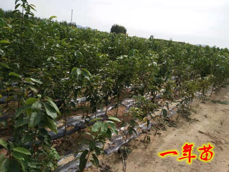 恐龙蛋李子苗嫁接李子苗现挖现卖基地直销