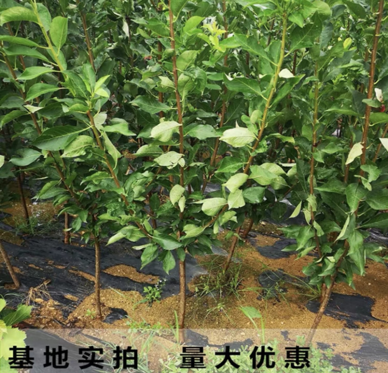 恐龙蛋李子苗嫁接李子苗现挖现卖基地直销