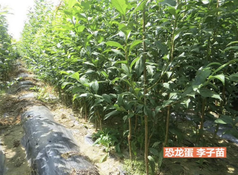 恐龙蛋李子苗嫁接李子苗现挖现卖基地直销