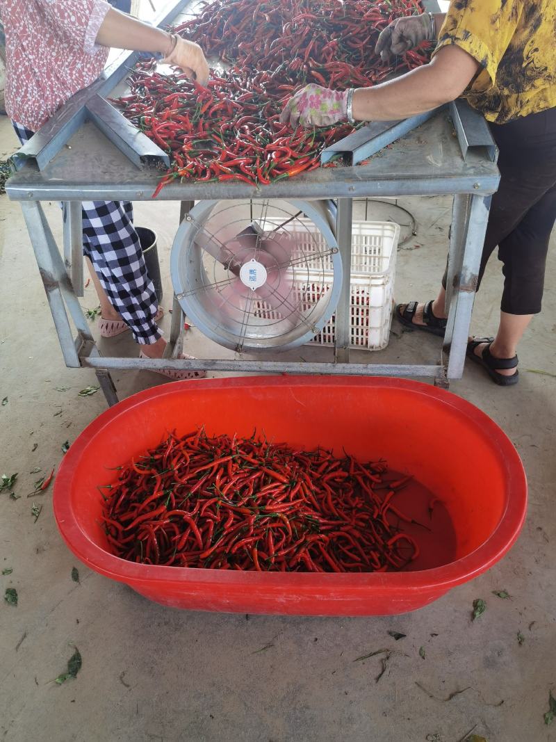 通许县艳红辣椒，线椒，大尖角，大量供应，欢迎各地老板光临