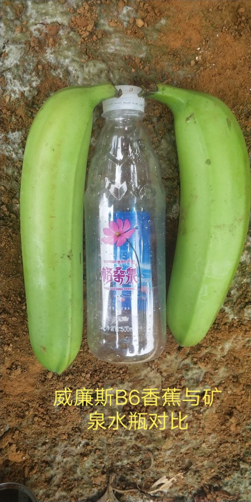 【苗圃直发】香蕉苗广西红香蕉苗专业技术培育欢迎选购