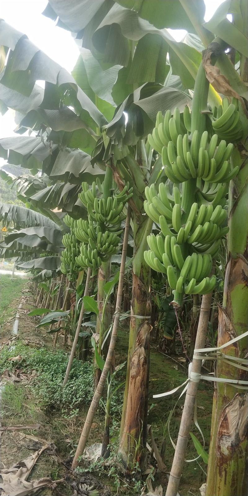 【苗圃直发】香蕉苗广西红香蕉苗专业技术培育欢迎选购