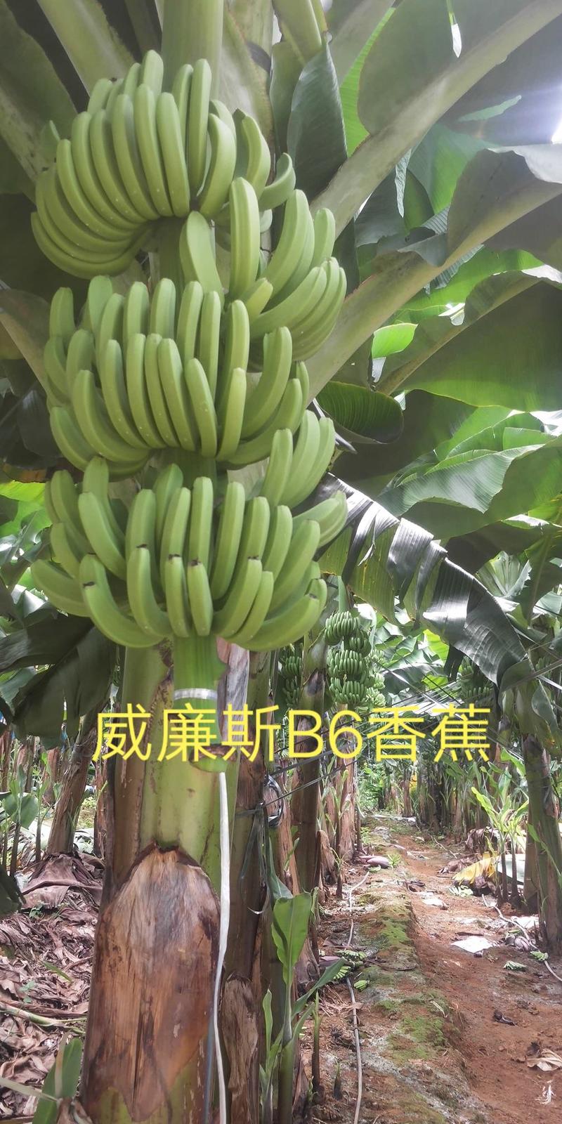 【精选水果苗】香蕉苗广西红香蕉苗品种多苗圃直发咨询价优