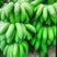 【精选水果苗】香蕉苗广西红香蕉苗品种多苗圃直发咨询价优