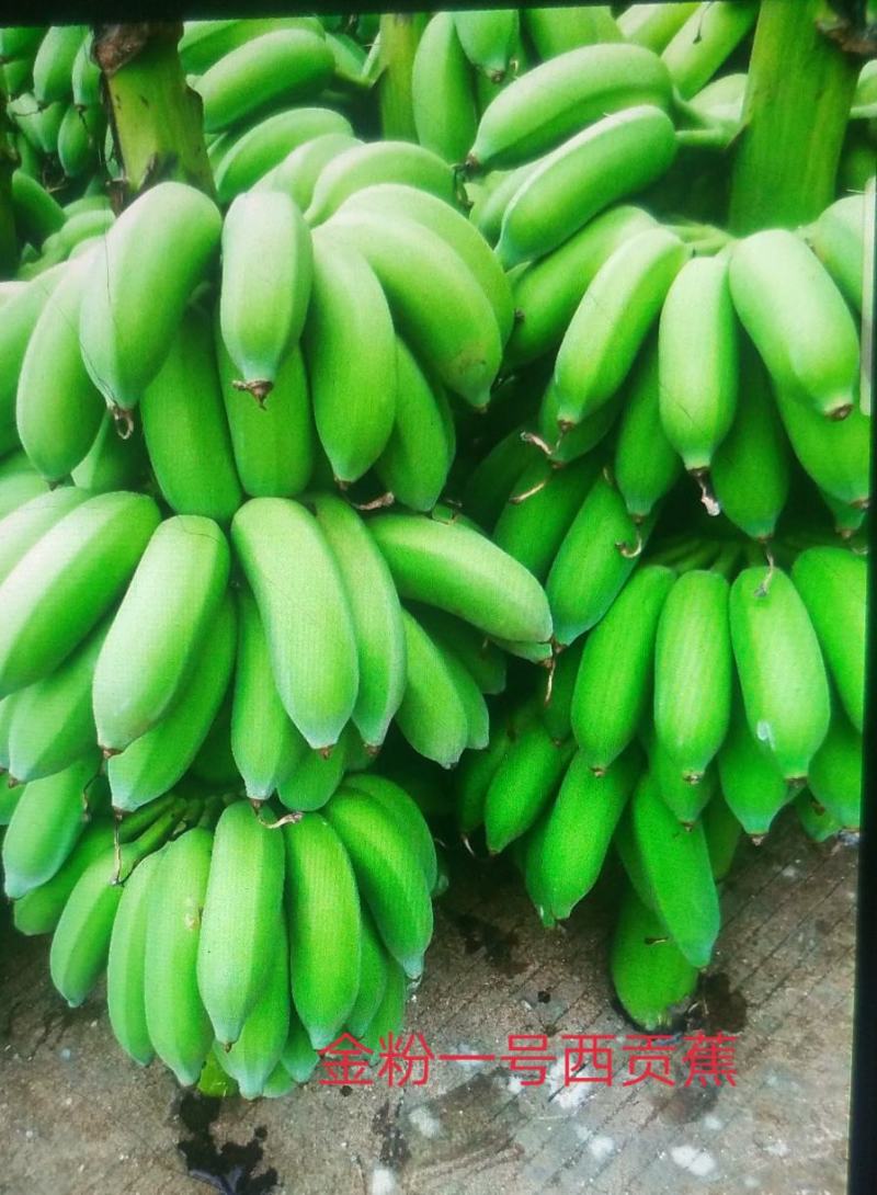 【精选水果苗】香蕉苗广西红香蕉苗品种多苗圃直发咨询价优