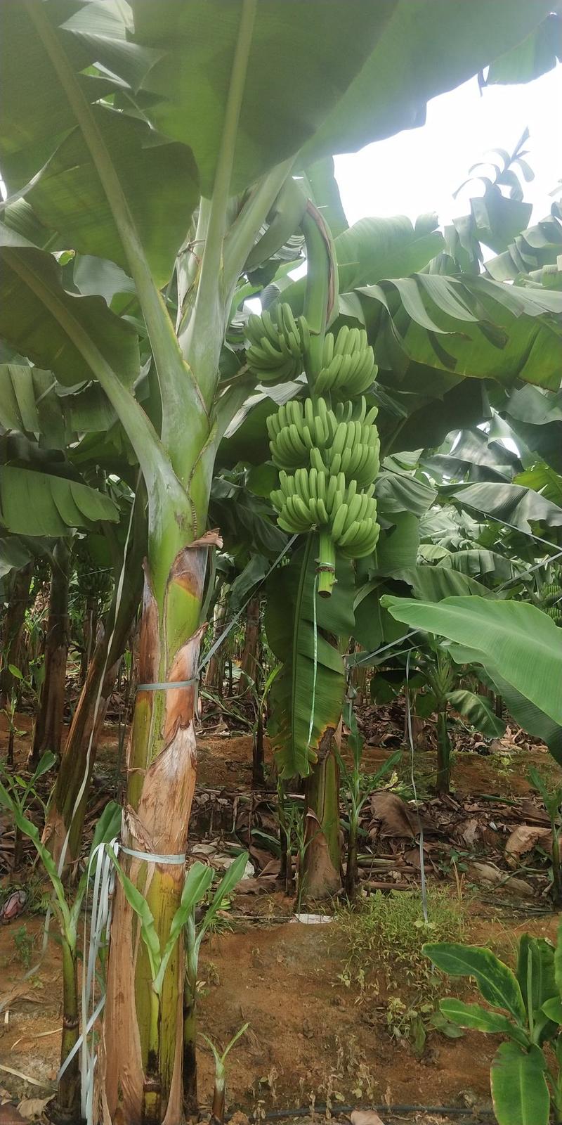 金粉一号西贡蕉苗，威廉斯B6香蕉苗，红香蕉苗