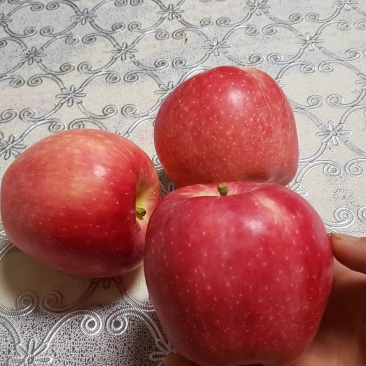 早熟富士中午王，山西万荣纸加膜苹果