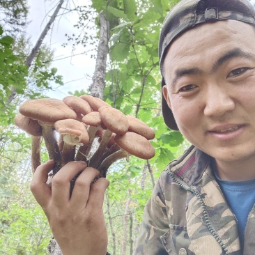 呼伦贝尔大兴安岭野生榛蘑