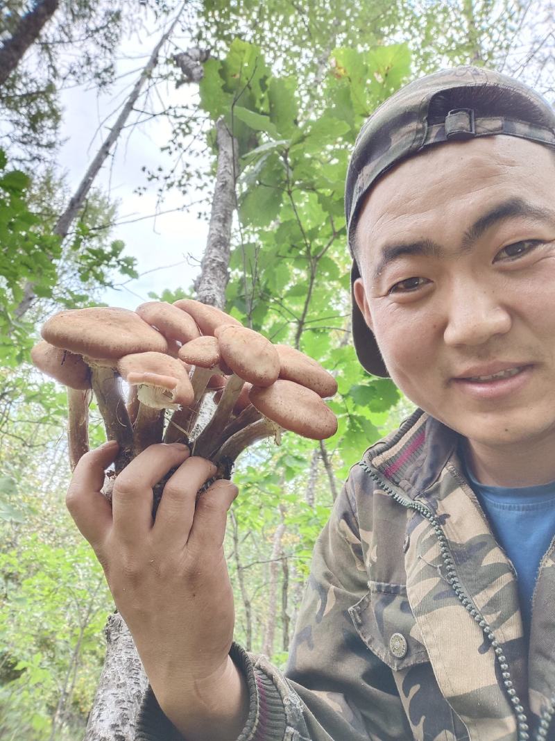 呼伦贝尔大兴安岭野生榛蘑