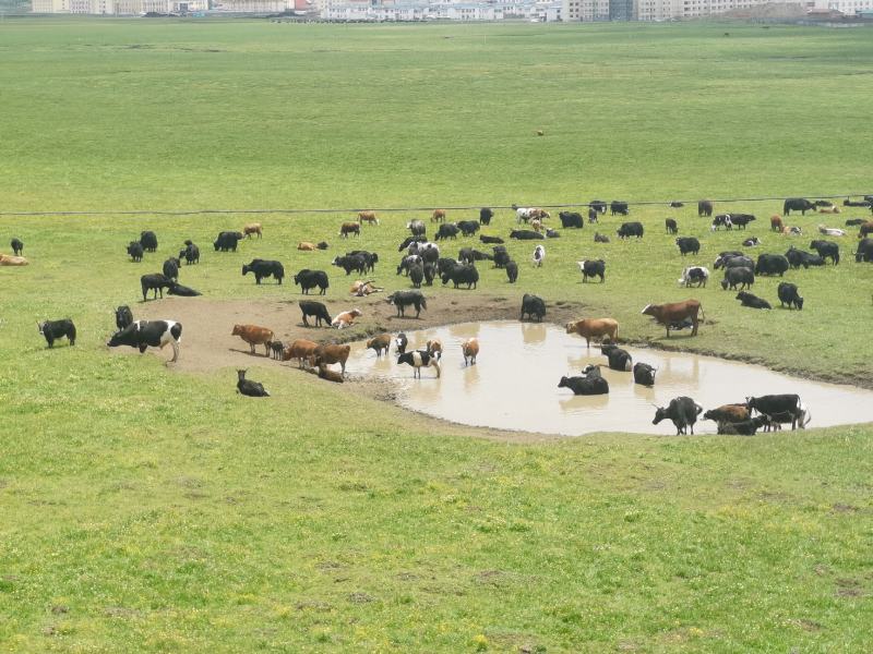 川西地区原生态当地土黄牛，土杂牛，特供，