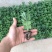 菊花盆栽国庆菊九月菊盆大花菊小雏菊荷兰菊美人菊带花苞