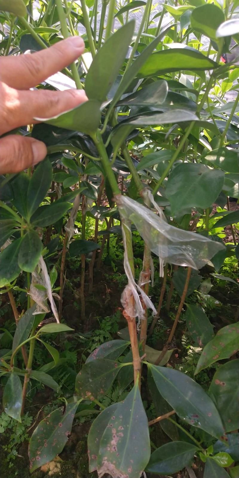 杉木种子，八角种子，八角苗，直生苗，嫁接八角苗。