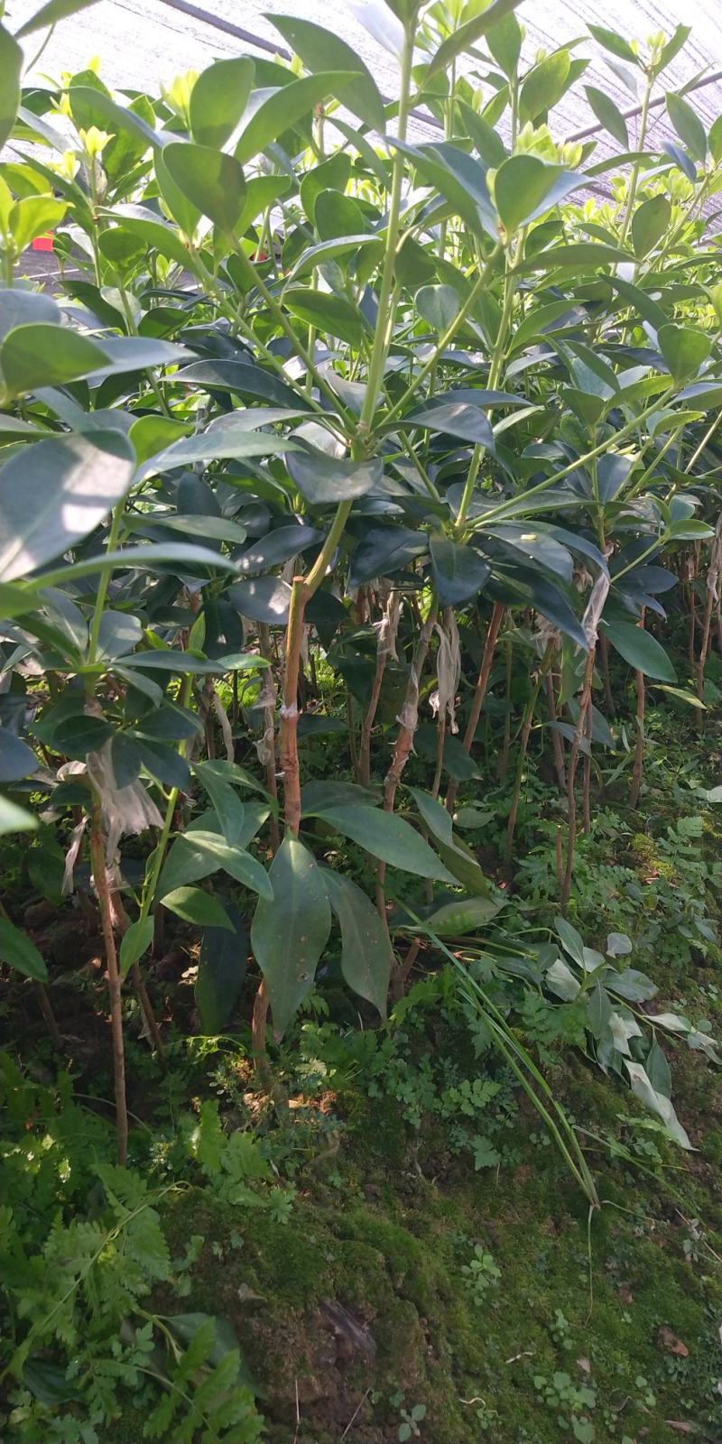 杉木种子，八角种子，八角苗，直生苗，嫁接八角苗。