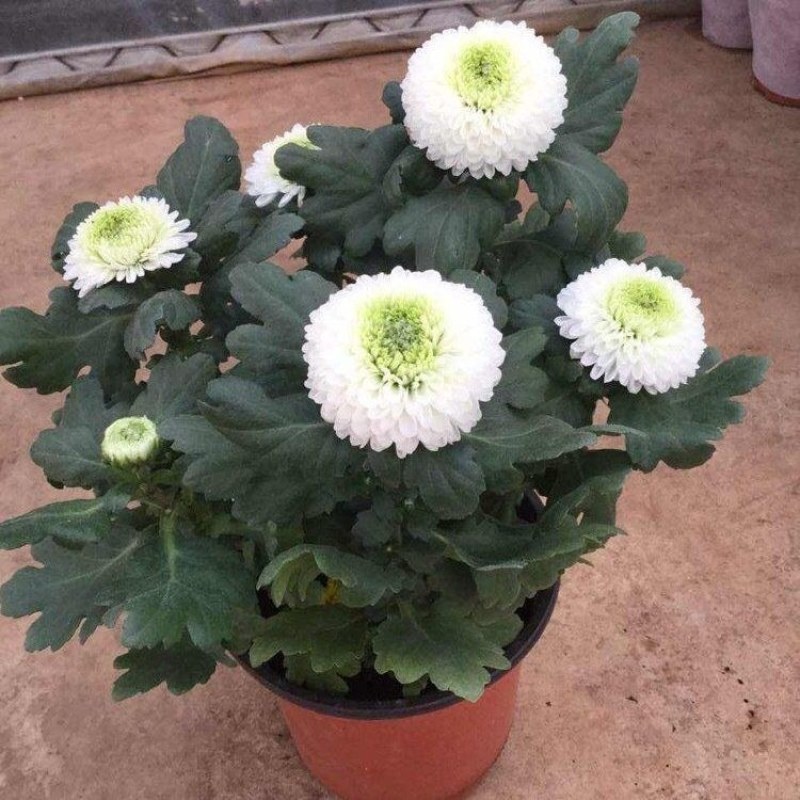 菊花盆栽国庆菊品种齐全，花色多，需要联系客服
