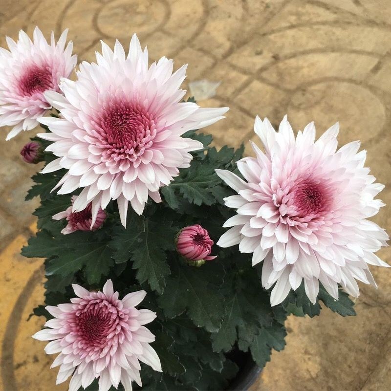 菊花盆栽国庆菊品种齐全，花色多，需要联系客服
