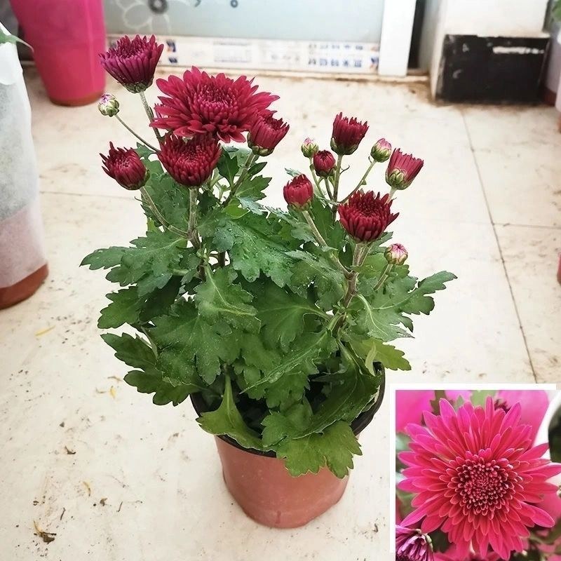 菊花盆栽国庆菊品种齐全，花色多，需要联系客服