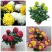 菊花盆栽国庆菊品种齐全，花色多，需要联系客服
