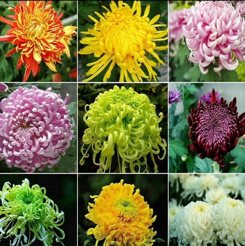 菊花盆栽国庆菊品种齐全，花色多，需要联系客服