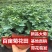 菊花盆栽国庆菊品种齐全，花色多，需要联系客服