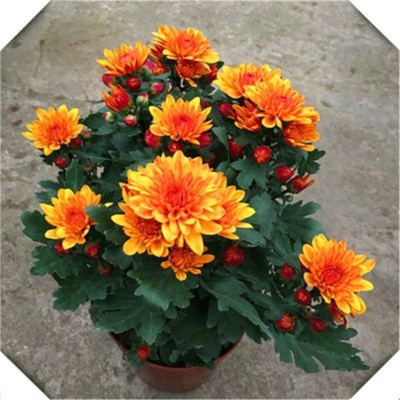 菊花盆栽国庆菊品种齐全，花色多，需要联系客服