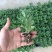 菊花盆栽国庆菊品种齐全，花色多，需要联系客服