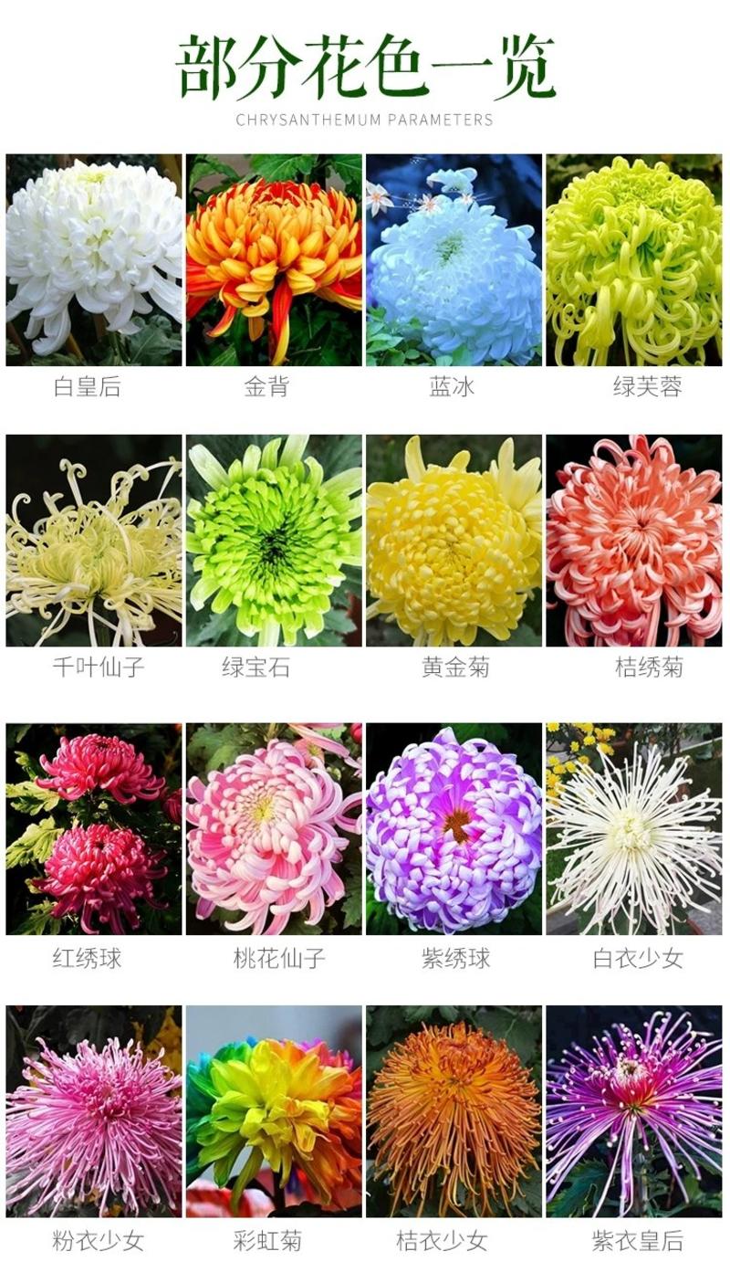 菊花盆栽国庆菊品种齐全，花色多，需要联系客服