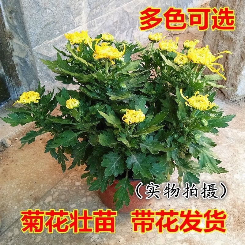 四季菊小苗国庆菊乒乓菊秋菊室内外菊花盆栽花卉