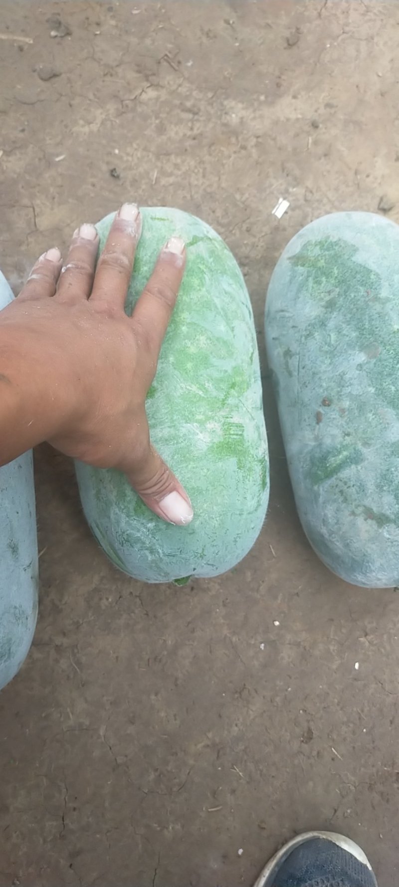 水果冬瓜基地，欢迎各地老板合作，蔬菜的质量优越，诚信代收