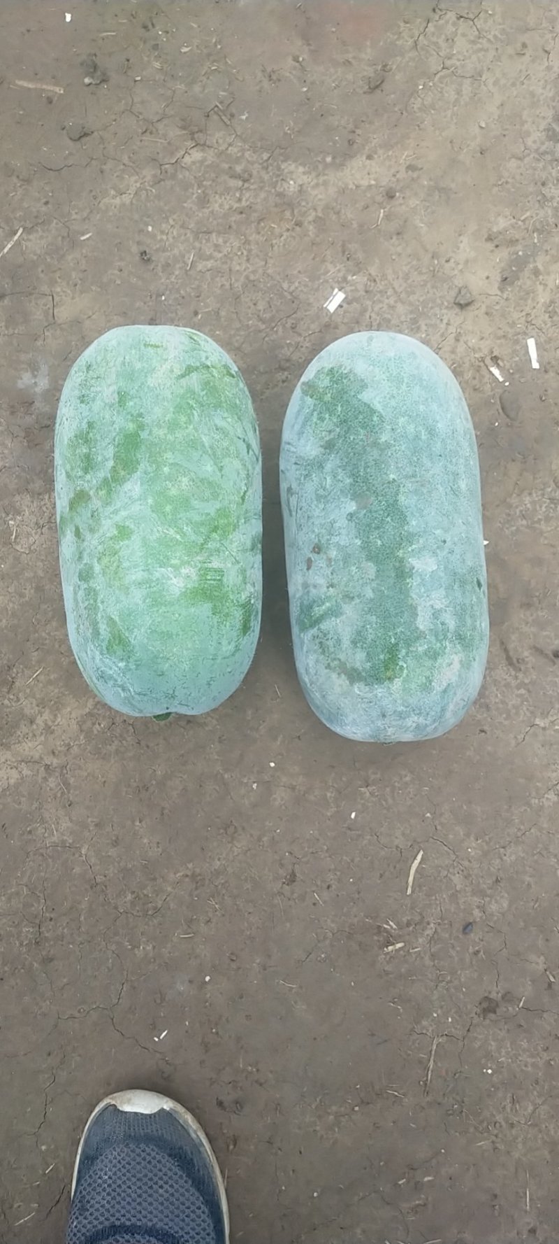 水果冬瓜基地，欢迎各地老板合作，蔬菜的质量优越，诚信代收
