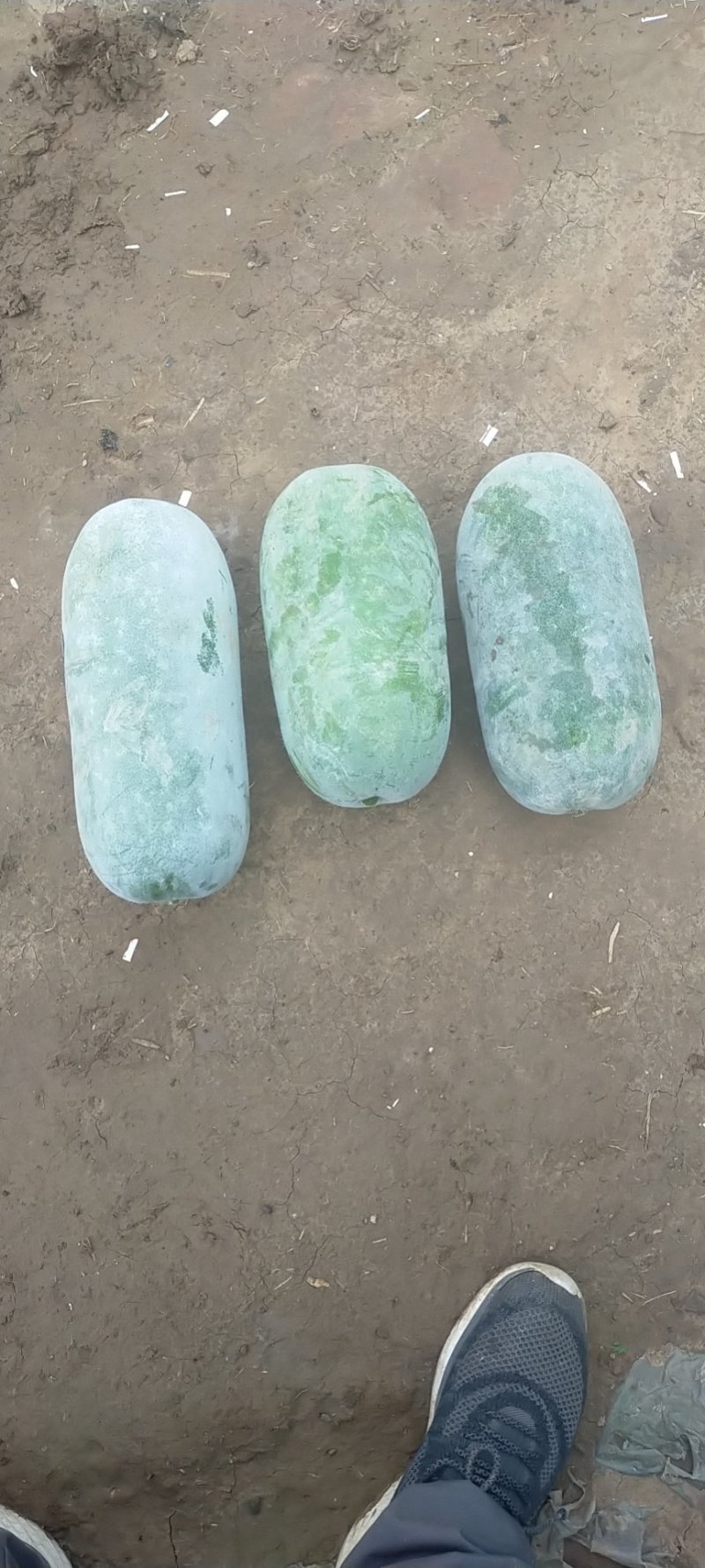 水果冬瓜基地，欢迎各地老板合作，蔬菜的质量优越，诚信代收