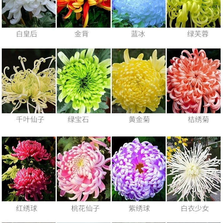 菊花图 29朵菊花花篮，祝你一路好走- 六朵花