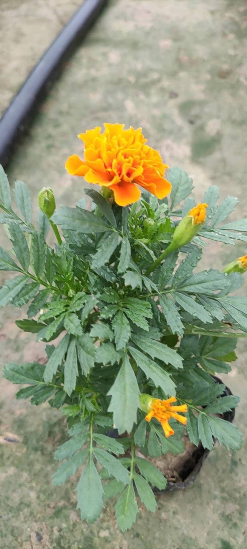 孔雀草时令草花有橘红色黄色
