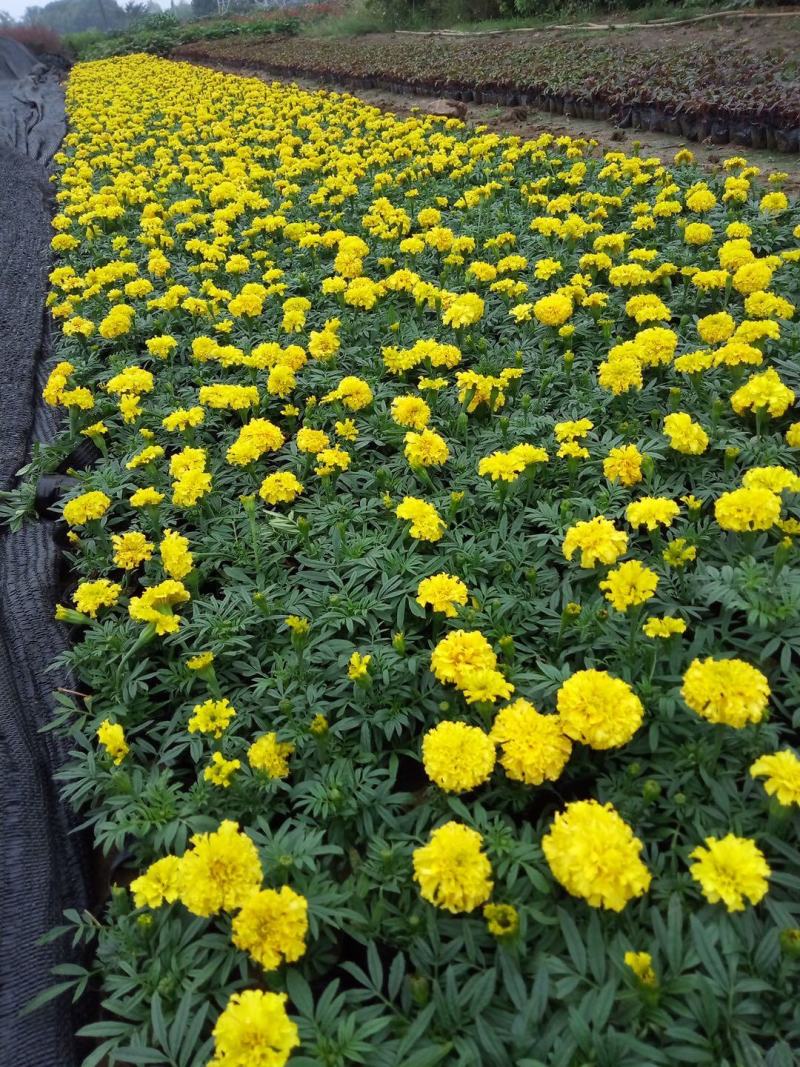 孔雀草时令草花有橘红色黄色