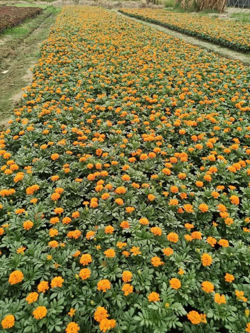 孔雀草时令草花有橘红色黄色