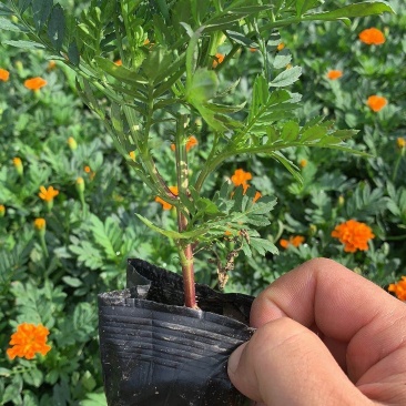 孔雀草时令草花有橘红色黄色