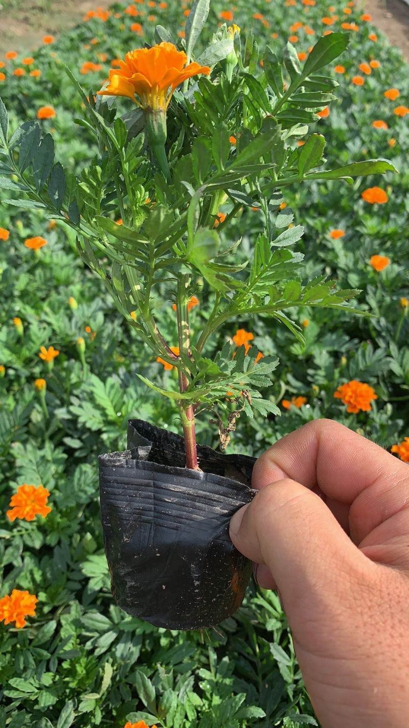 孔雀草时令草花有橘红色黄色