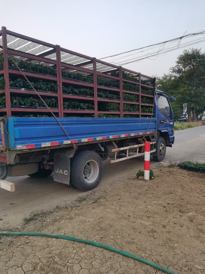孔雀草时令草花有橘红色黄色