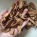 牛蒡牛蒡茶黄金牛蒡茶牛蒡茶特级