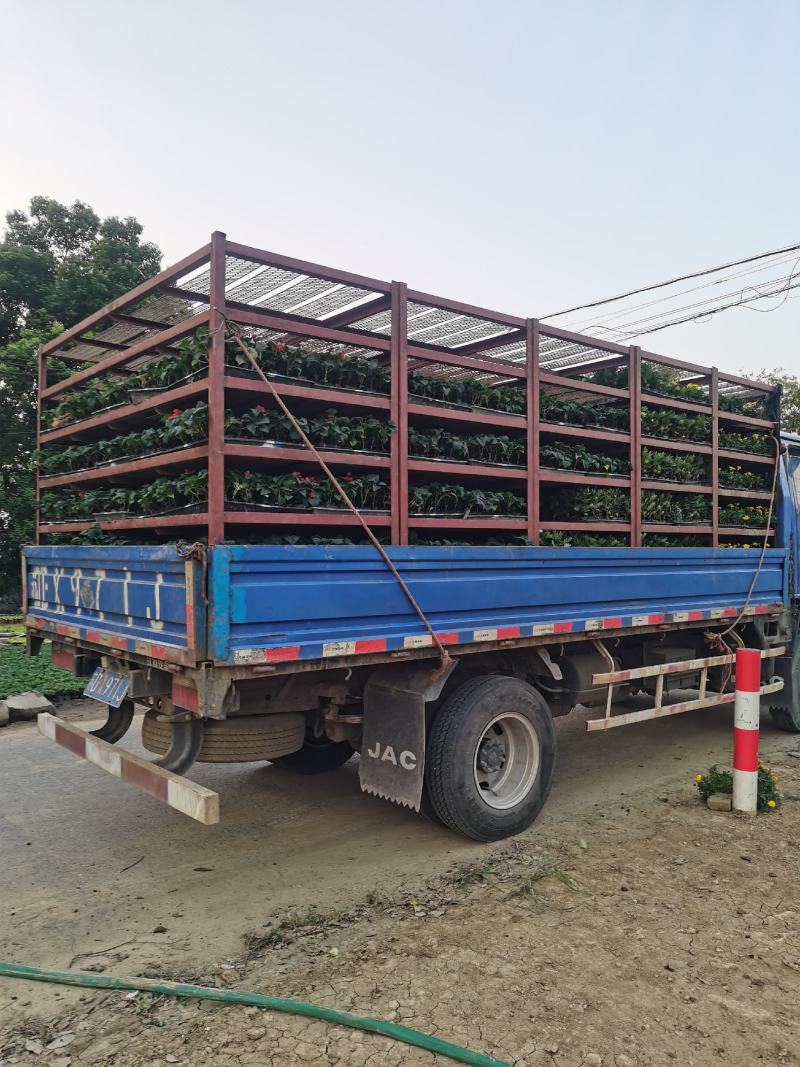 孔雀草时令草花有橘红色黄色