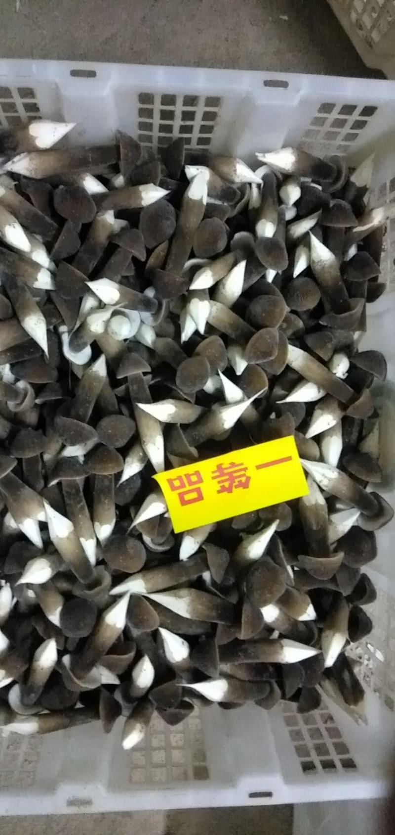 全国多家黑皮鸡枞菌基地，直接发货，新鲜到家