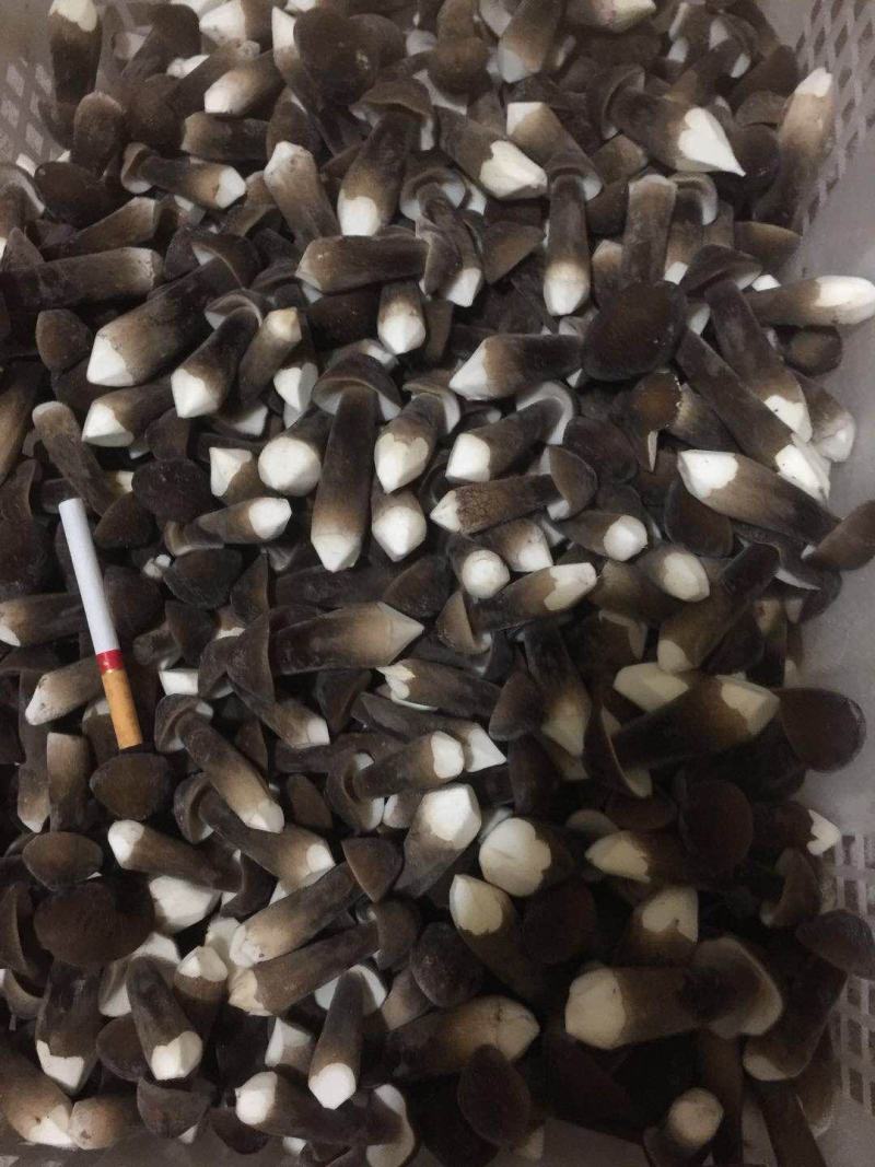 全国多家黑皮鸡枞菌基地，直接发货，新鲜到家