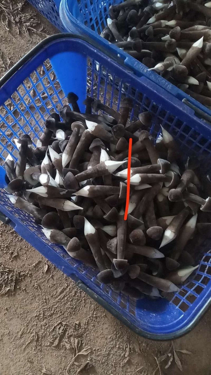 全国多家黑皮鸡枞菌基地，直接发货，新鲜到家