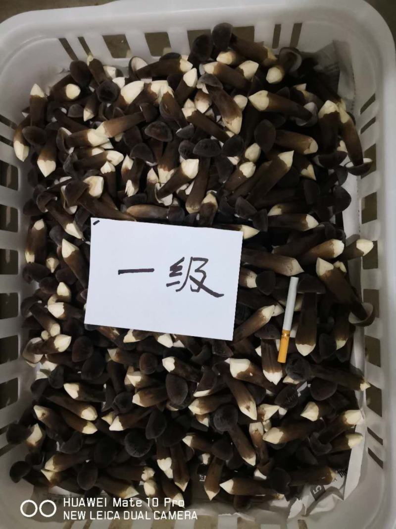 全国多家黑皮鸡枞菌基地，直接发货，新鲜到家