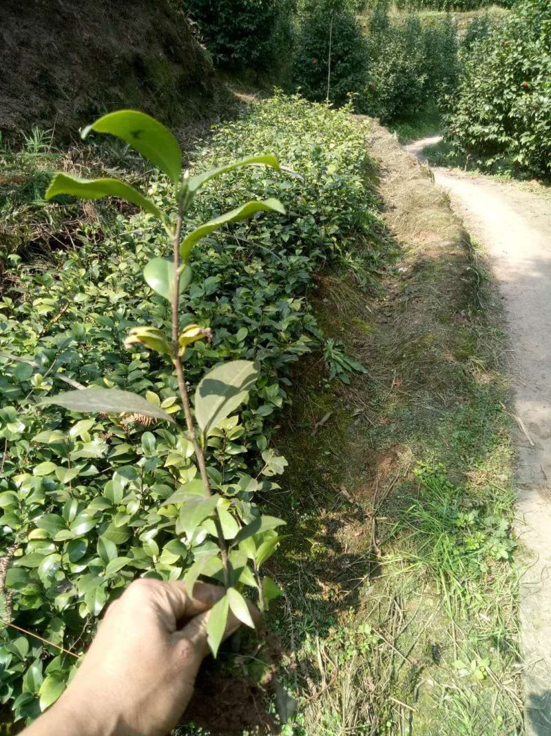 茶花，四级茶花，山茶花，高杆茶花种植基地常年出售茶花