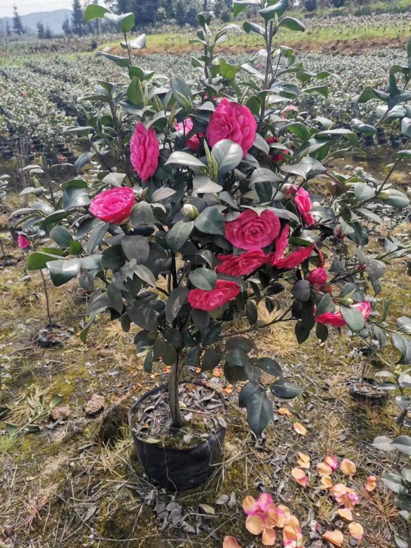 茶花，四级茶花，山茶花，高杆茶花种植基地常年出售茶花